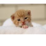 kattenoppas gorinchem