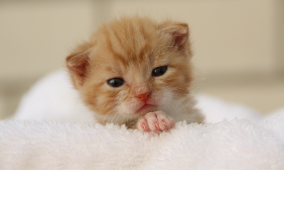 kattenoppas gorinchem